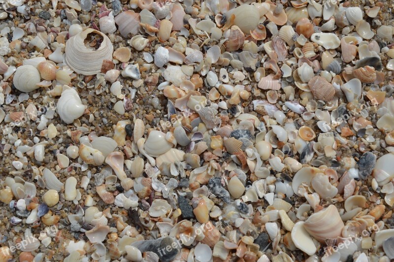 Shells Macro Beira Mar Mar Free Photos