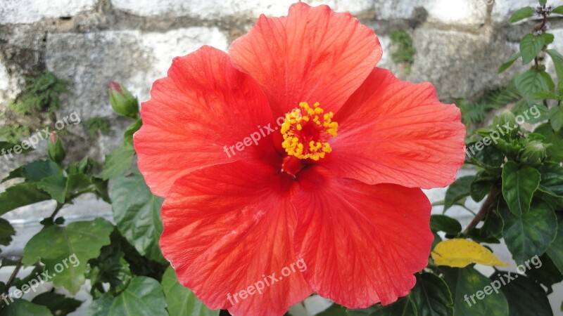 Hibiscus Flower Plant Red Garden