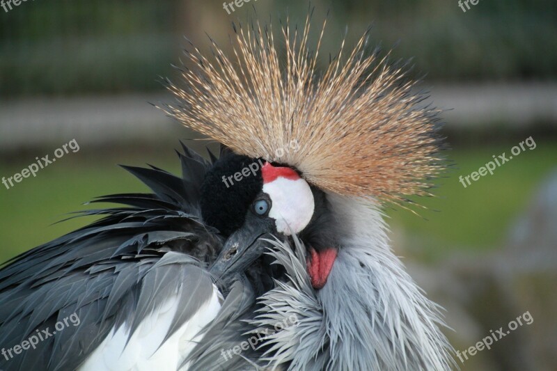 Grey Crowned Crane Bird Birds Eyes View