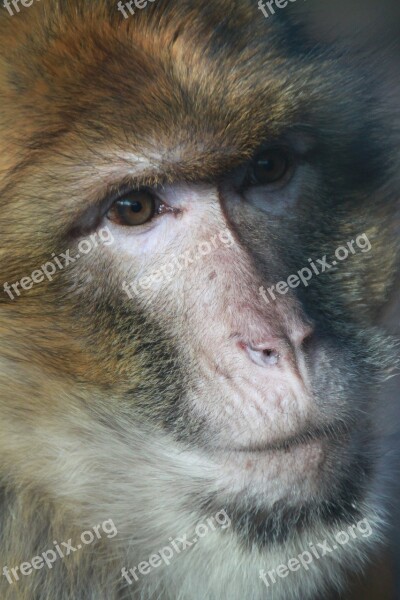 Monkey Barbary Ape Portrait Eyes Fur