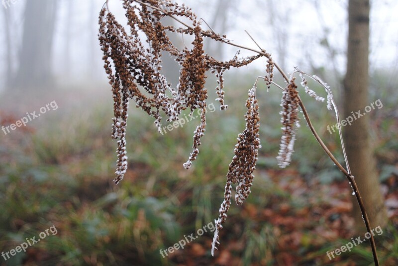 Hoarfrost Cold Winter Fog Forest