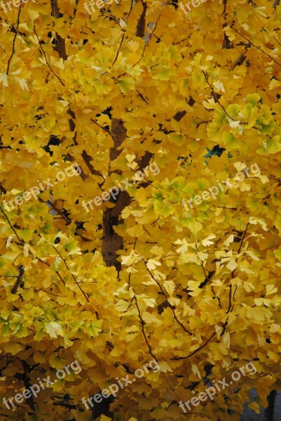 Autumn Gold Fall Foliage Golden Autumn Free Photos