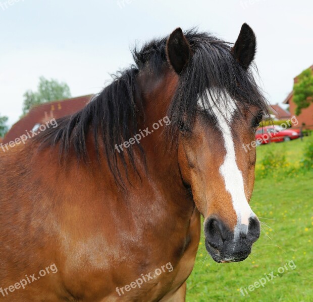 Horse Head Portrait Noble Graceful