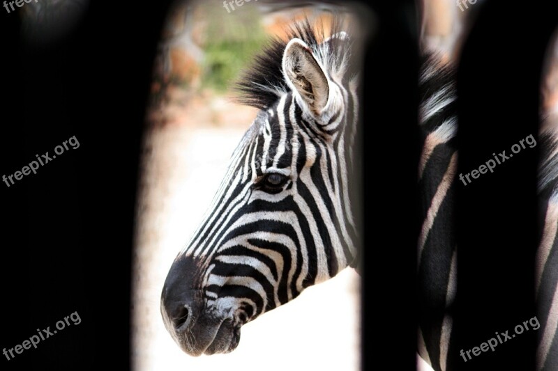 Zebra Strips White Nero Black And White