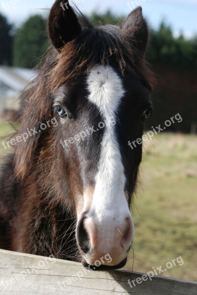 Horse Horse Head Pony Grazing Free Photos