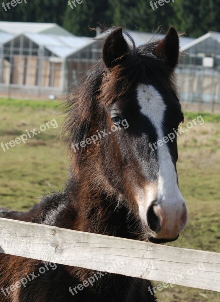 Horse Horse Head Pony Grazing Free Photos