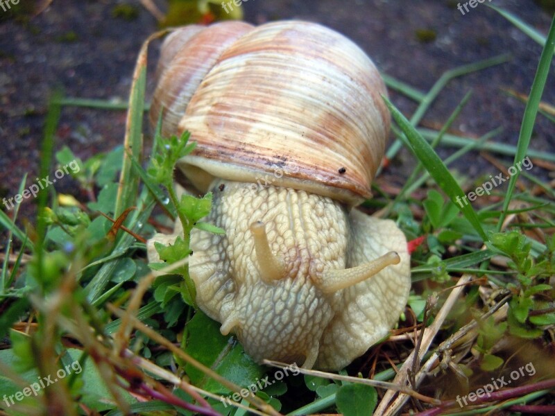 Marko Recording Snail Mollusk Free Photos