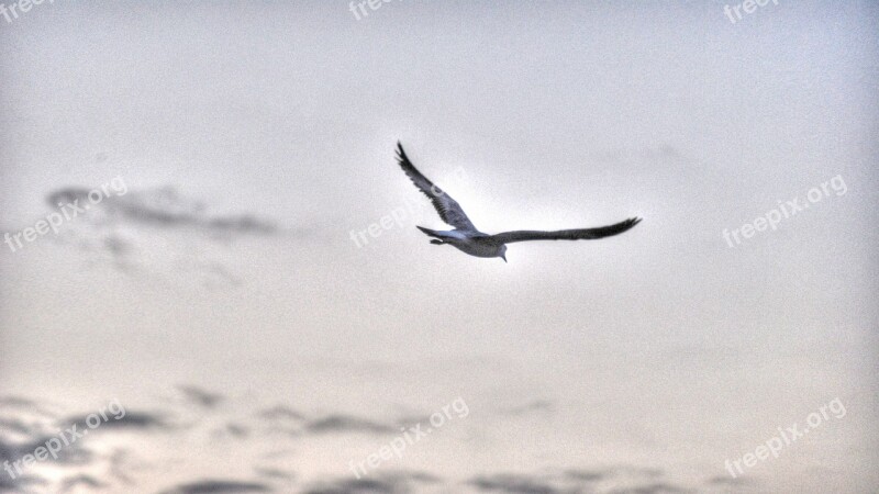 Seagull Sky Clouds Cloud Free Photos