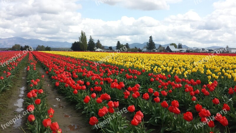 Tulip Tulips Red Flowers Bulbs