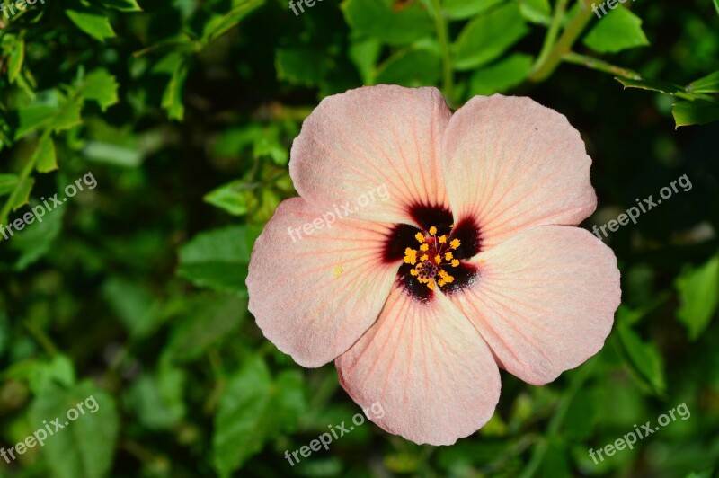 Flower Plant Flora Garden Summer