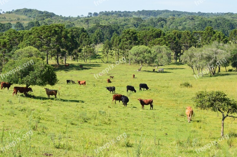 Field Animal Green Forest Cattle