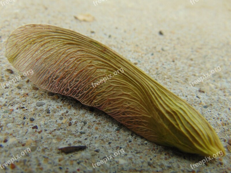 Twirly Bird Leaf Seed Pod Plant