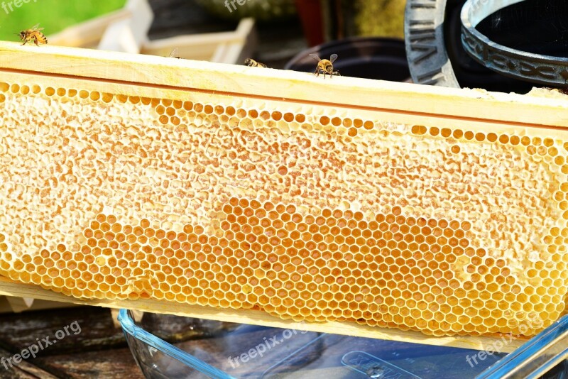 Bees On Frame Honey Honey Bees Honeycomb Super Frame