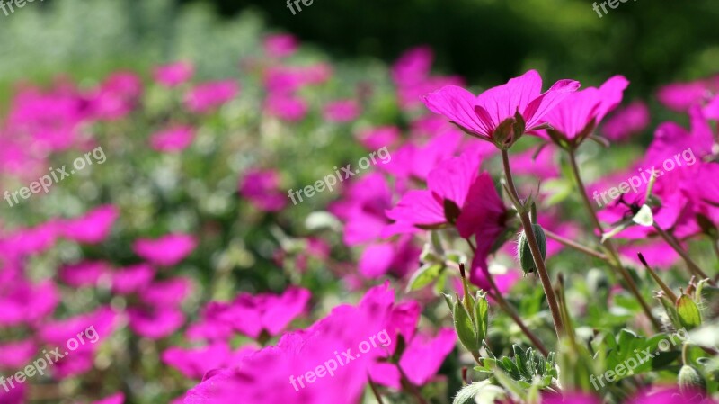 Flowers Colorful Pink Spring Flower