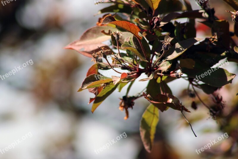 Spring Tree Macro Details Foliage