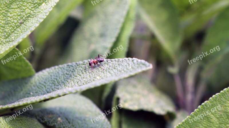 Green Foliage Ant Nature Outside