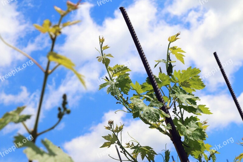 Wine Vineyard Sky Vine Nature