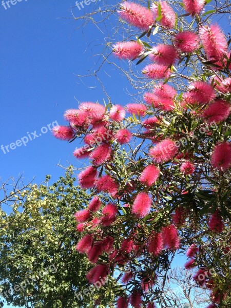 Bottle Brush Flower Red Flower Flora Free Photos