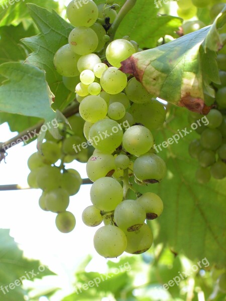 White Grapes Bunches Grapes Free Photos