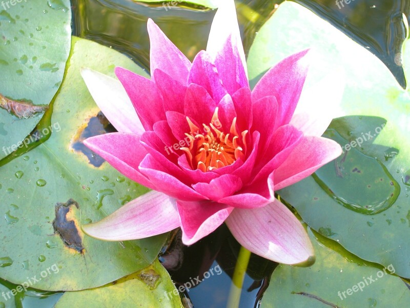 Water Lily Water Flower Flower Free Photos