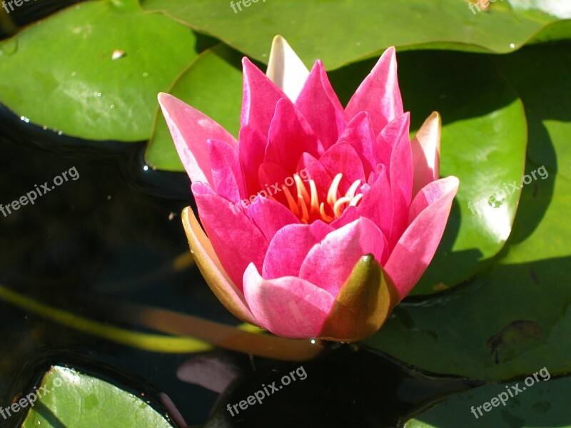 Water Lily Flower Water Flower Free Photos