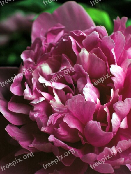 Peony Flower Pink Flower Free Photos