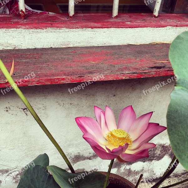 Lotus Window Water Lily Plant Flower