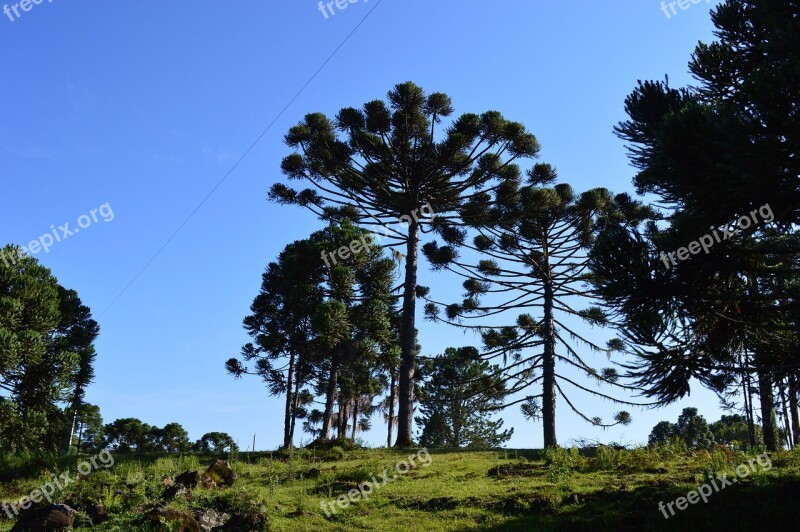 Pinheiro Sky Nature Plant Free Photos