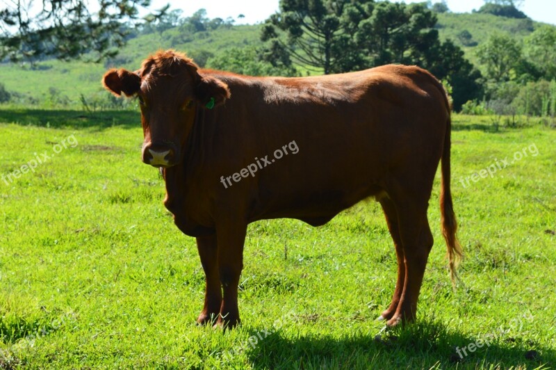 Cow Cattle Animal Free Photos