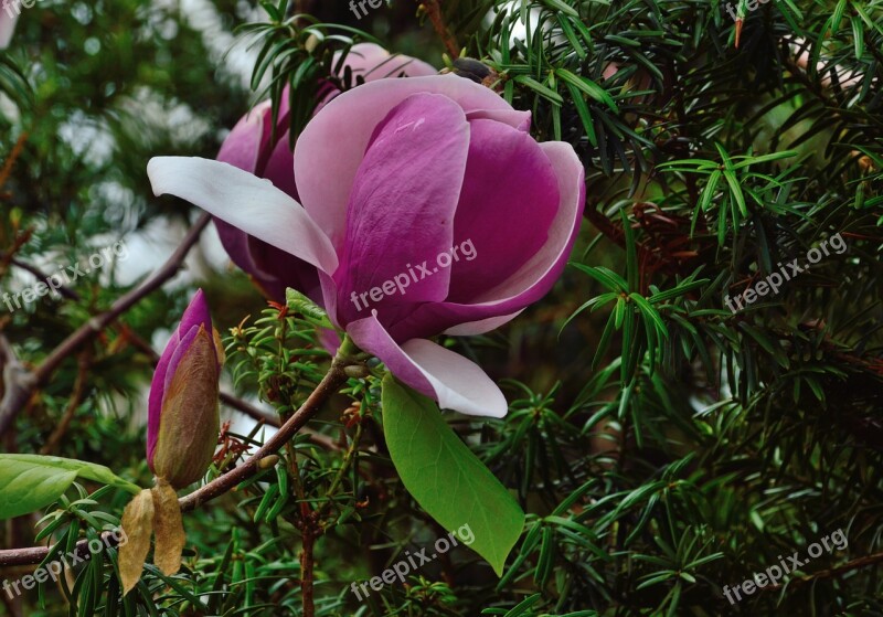 Tulip Tree Royal Botanical Gardens Hamilton Ontario Flower Pink Blossoms