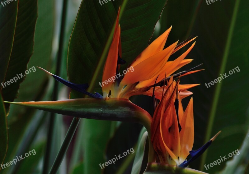 Bird Of Paradise Flower Royal Botanical Gardens Hamilton Ontario Tropical