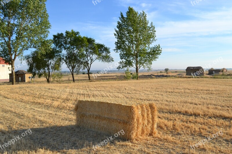 Tamara Fields Palencia Cornfield Free Photos