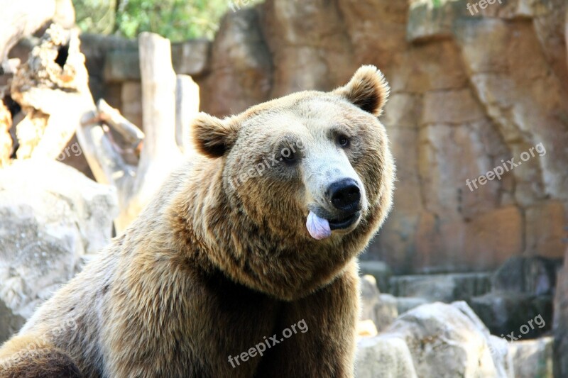 Bear Language Animal Funny Captivity