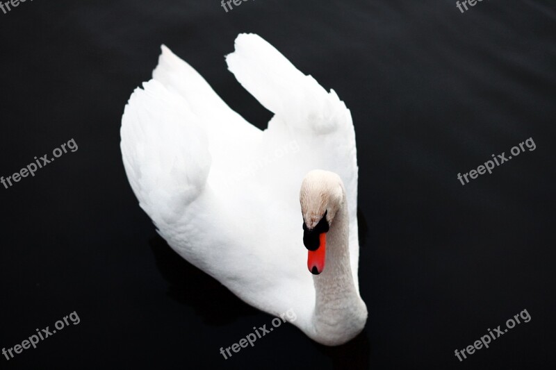 Swan Bird Nature Animal Fauna