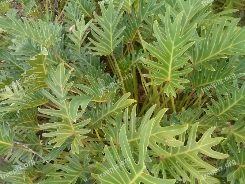 Nature Green Plant Leaves Free Photos