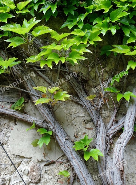 Ivy Leaf Climb Green Wall