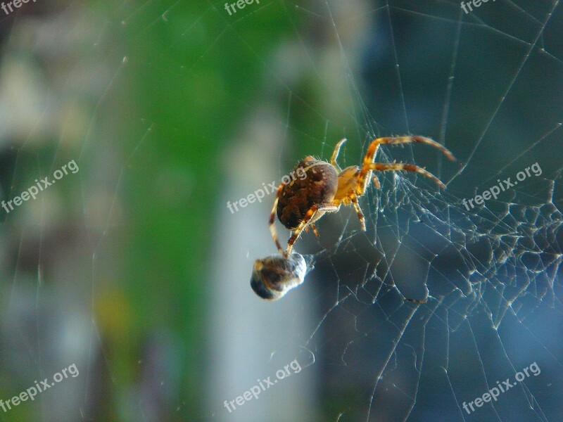 Spider Insect Web Food Detail