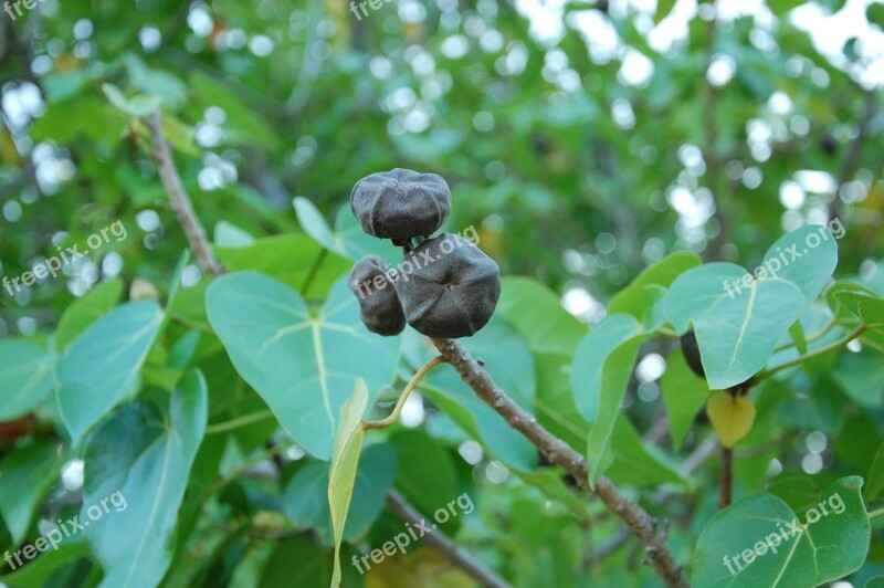 Leaves Berries Green Nature Free Photos