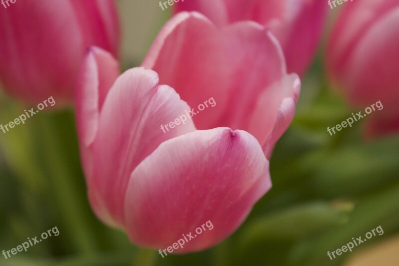 Pink Tulips Flower Tulip Background Flowers