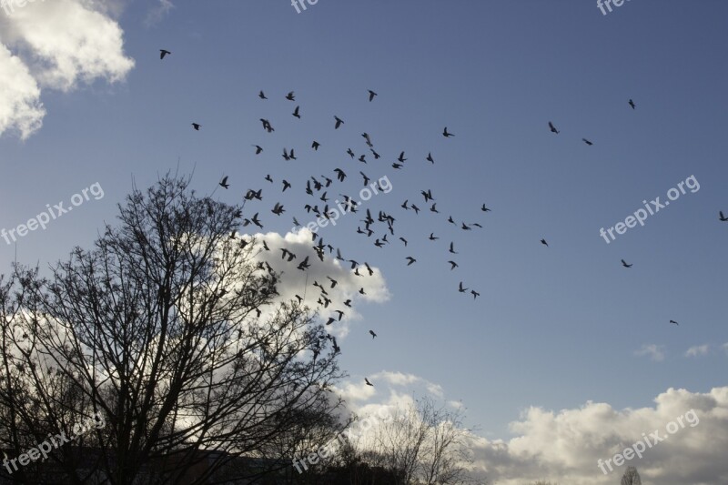 Birds Flight Tree Nature Cloudscape