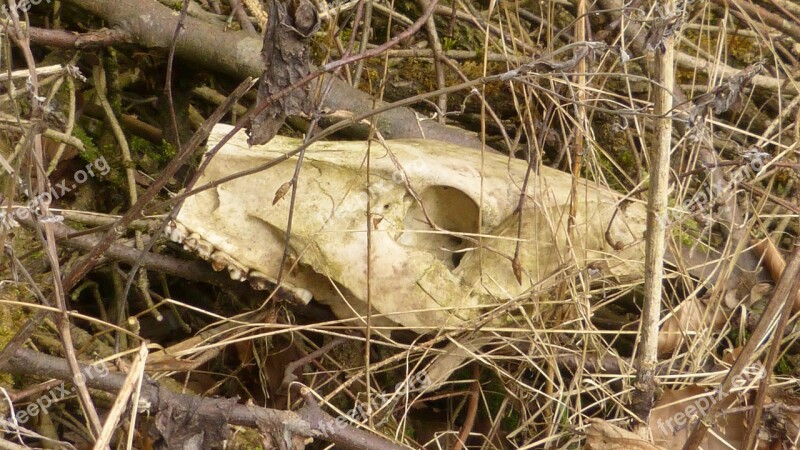 Skull Bone Bone Dead Death Animal