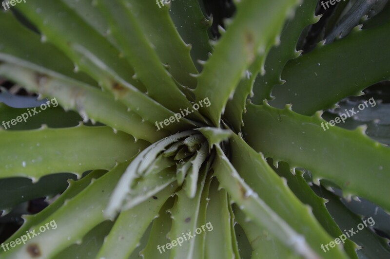 Aloe Vera Agape Serious Green Plants