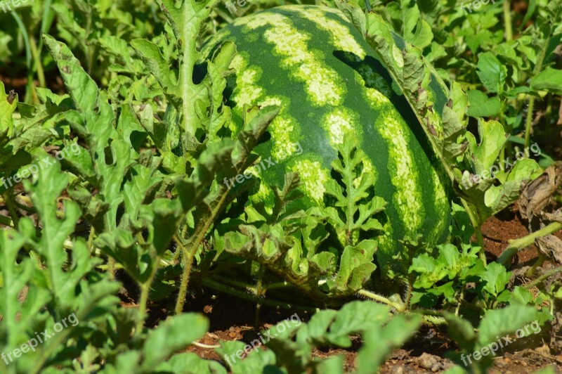 Watermelon Fruit Horta Greens Free Photos