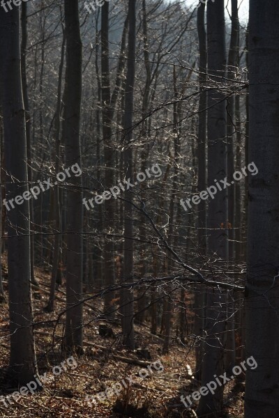 Branches Forest Aesthetic Beech Wood Beech