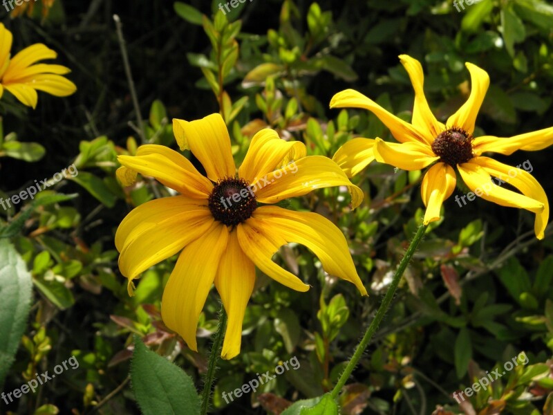 Flowers Sunflower Nature Pork Potato Yellow