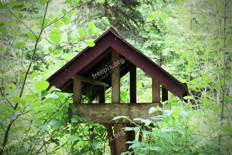 Bird Aviary Birds Feed Feeding Place