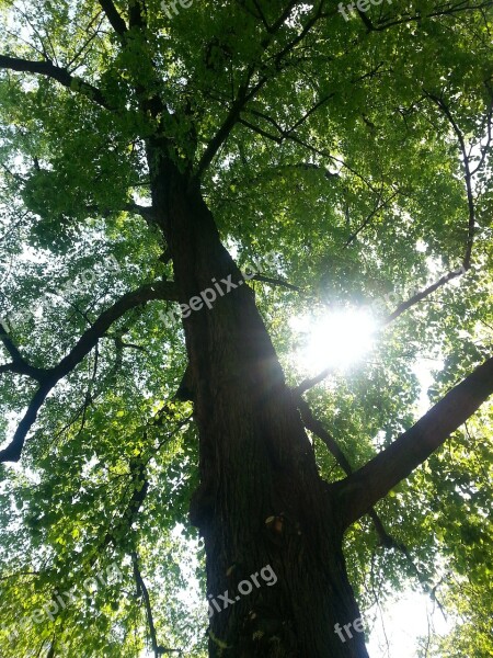 Tree Light Shadow Rays Nature