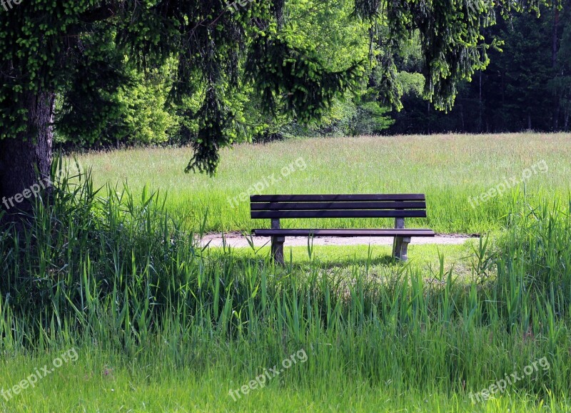 Bench Nature Bank Seat Rest