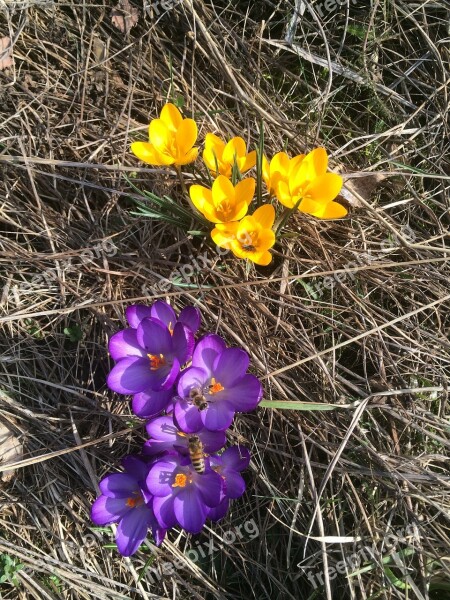 Bee Honey Bee Spring Sweden Pollination