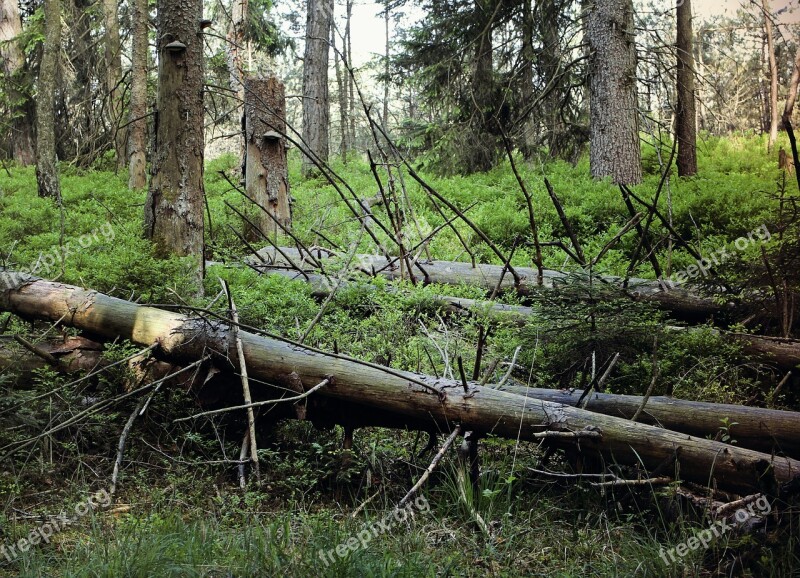 Waldsterben Dead Plant Gnarled Old Tree